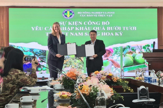 ​​​​​​​Quả bưởi Việt Nam chính thức xuất khẩu sang Hoa Kỳ
