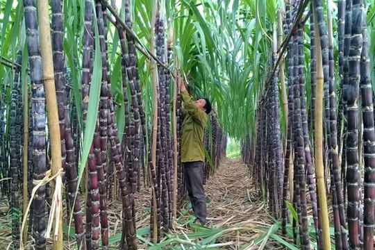 Một công ty mía đường chia cổ tức 30% bằng tiền mặt