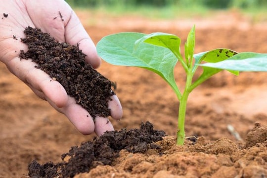 Doanh nghiệp phân bón đặt nhiều kỳ vọng vào quý IV