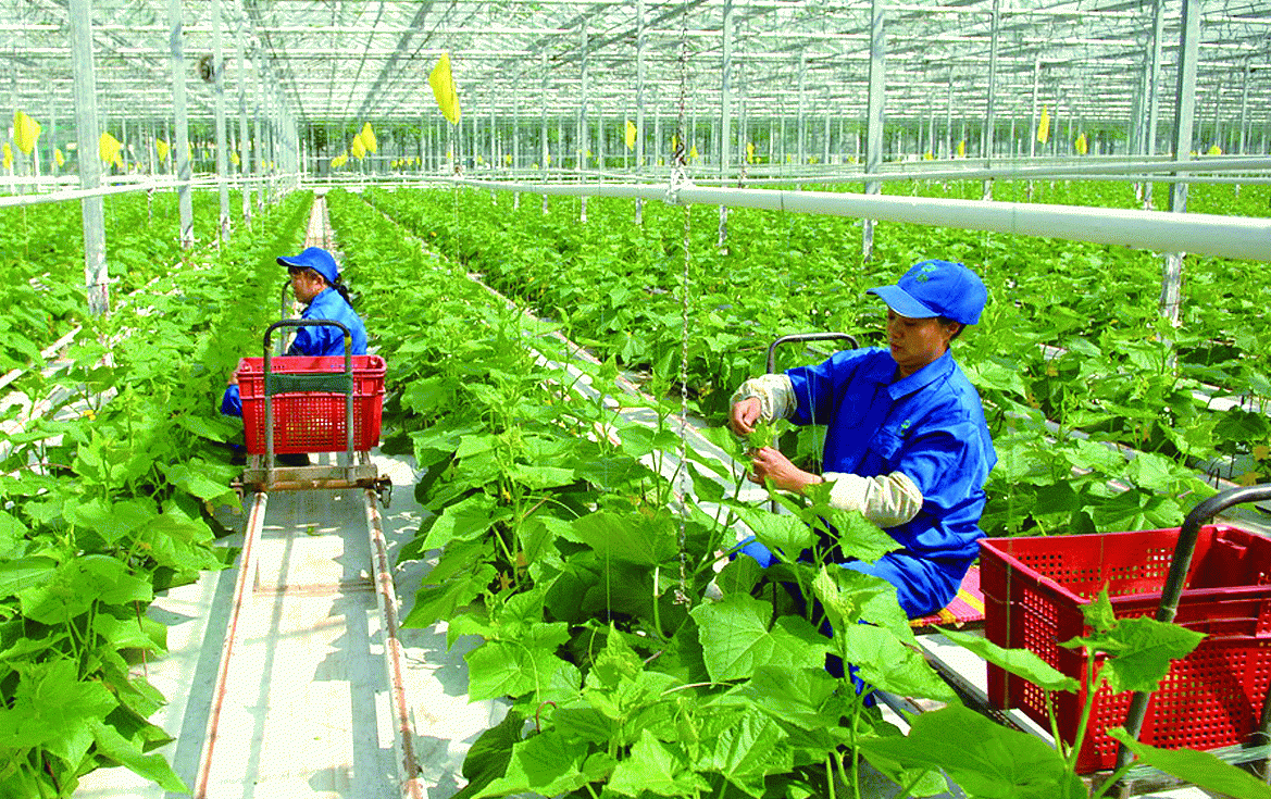 Để nông nghiệp Việt Nam bứt phá giới hạn: Cam kết từ các tổ chức tài chính trong thúc đẩy tài chính xanh đóng vai trò quan trọng
