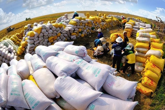 RiceGrower Việt Nam bán 80.000 tấn gạo Thu Đông cho Bulog