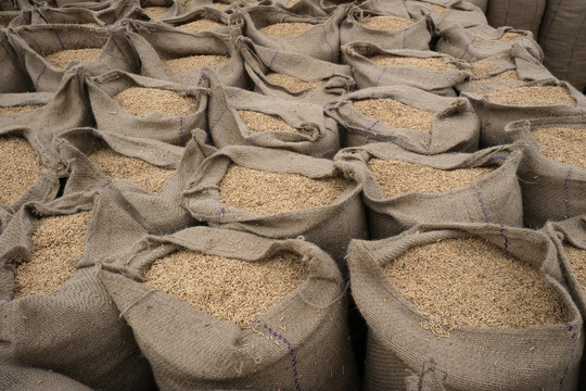 Quy định cấm xuất khẩu gạo của Ấn Độ ảnh hưởng đến cả thị trường châu Á