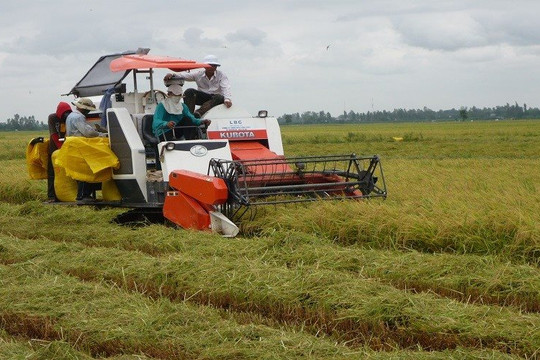 Ấn Độ vẫn hạn chế xuất khẩu, Bulog sẽ mua thêm 2 triệu tấn gạo