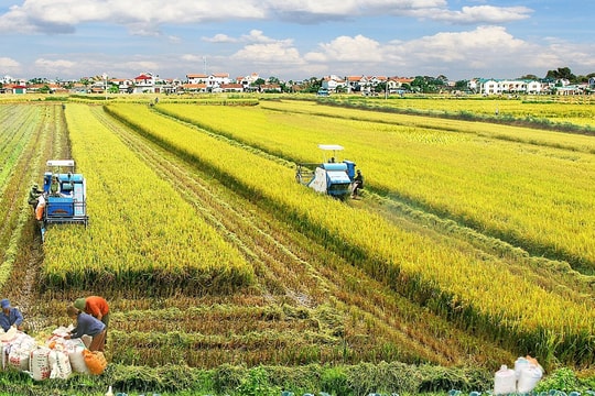 Long An: Dư nợ cho vay “tam nông” chiếm gần 60%