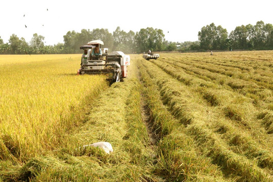 Tiền Giang: Dư nợ cho vay lúa, gạo tăng 1,2%