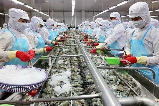 Xuất khẩu tôm sang Trung Quốc và Mỹ tăng mạnh, ngành tôm kỳ vọng sớm trở lại đường đua tăng trưởng