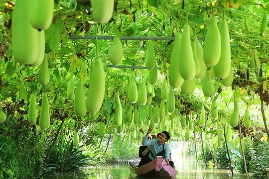 Hậu Giang: Dư nợ tín dụng lĩnh vực nông nghiệp chiếm 55%