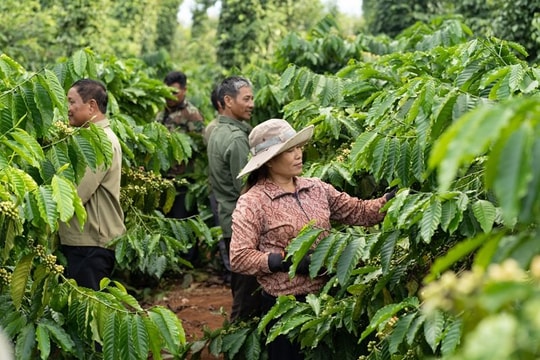 Giá cà phê tăng cao, doanh nghiệp càng bán càng lỗ