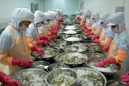 Trung Quốc tăng nhập khẩu tôm Việt Nam, giảm nhập từ Ecuador