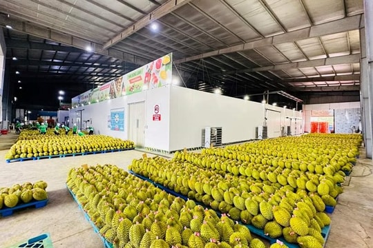 Nghị định thư sầu riêng đông lạnh được phê duyệt sẽ thúc đẩy kim ngạch xuất khẩu sang Trung Quốc tăng lên