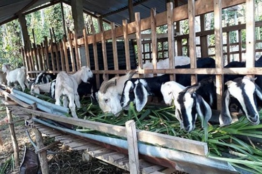 Hậu Giang: Tín dụng chính sách “cần câu cơm” giảm nghèo bền vững
