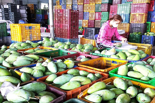 Dư nợ tín dụng ngân hàng cho hợp tác xã còn khiêm tốn