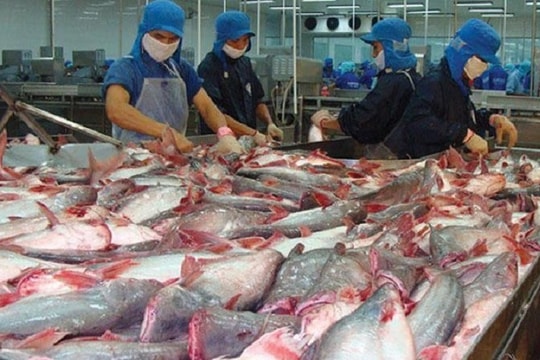 Giá xuất khẩu cá tra dự báo tăng khoảng 10% trong nửa cuối năm nay