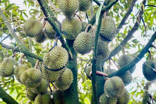 Xuất khẩu rau quả sang các thị trường chủ lực tăng trưởng rất tốt