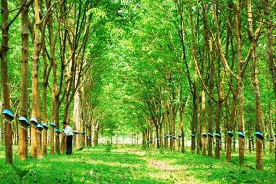 Thời tiết bất lợi khiến nguồn cung khan hiếm và giá dầu tăng đẩy giá cao su tự nhiên tăng cao