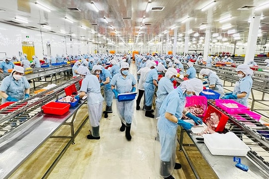 Cần giải pháp vực dậy ngành cá tra