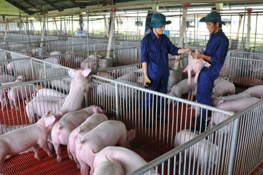 Giá heo tăng, cổ phiếu của các doanh nghiệp chăn nuôi tăng mạnh