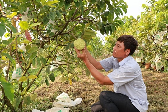 Đồng Tháp: Nhiều giải pháp khơi thông dòng vốn tín dụng