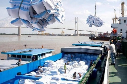 TP. Cần Thơ: Dư nợ cho vay thu mua lúa gạo tăng 10,94%