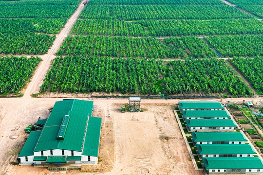 Diễn biến mới tại cổ phiếu nông nghiệp Thaco nắm giữ vài chục phần trăm