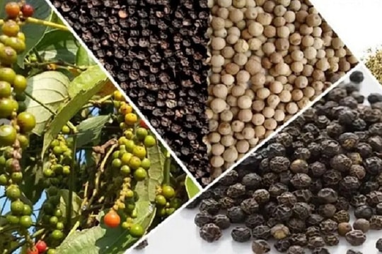 Doanh nghiệp xuất khẩu hồ tiêu “đau đầu” với tình trạng mất hàng, giá cao