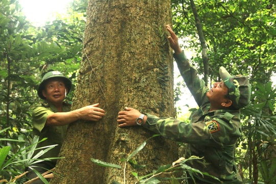 Quảng Bình: Nguồn chi trả từ tín chỉ các-bon giúp nâng cao chất lượng công tác bảo vệ rừng