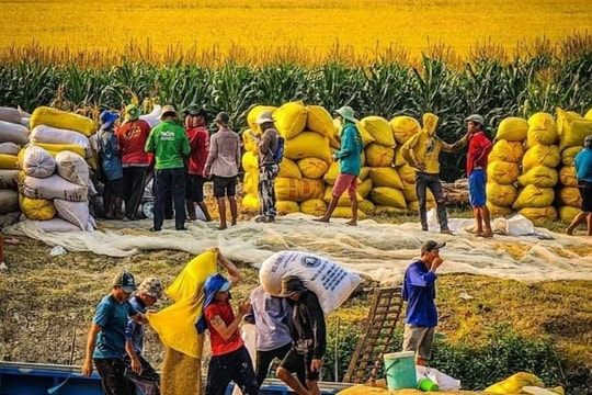 “Bán trước, mua sau” cách làm tiềm ẩn nhiều rủi ro cho doanh nghiệp và ngành lúa gạo