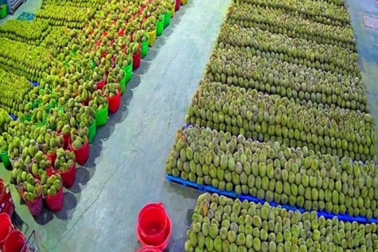 Xuất khẩu sầu riêng đông lạnh vào Trung Quốc, cuộc đua “tam mã” giữa Việt Nam, Thái Lan và Malaysia