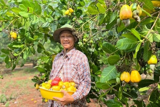 Nông dân chặt bỏ điều trồng sầu riêng có đáng lo ngại?