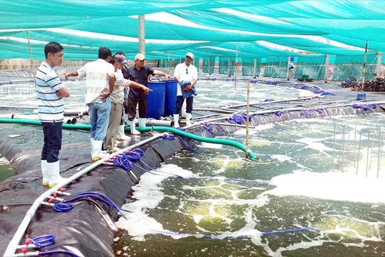 Bến Tre: Hướng dòng chảy vốn tín dụng vào phát triển chuỗi nông sản chủ lực