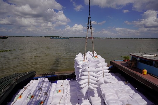 Ấn Độ quay lại xuất khẩu gạo, thị trường gạo trong nước có bị ảnh hưởng?