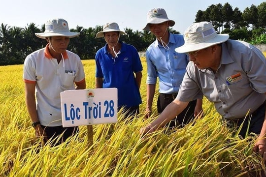 Công ty Lộc Trời tiếp tục xin gia hạn công bố Báo cáo tài chính quý II/2024