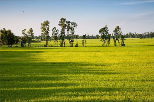 Đồng Tháp: Vốn tín dụng đồng hành cùng sự phát triển địa phương