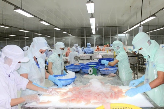 An Giang: Dư nợ tín dụng thủy sản đạt 12.405 tỷ đồng