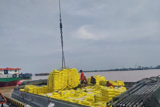 Ba yếu tố tác động khiến giá lúa gạo giảm