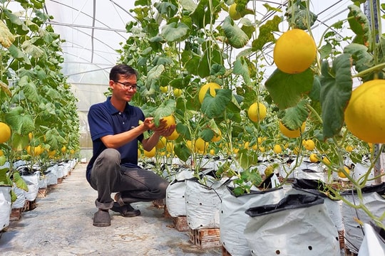 Vốn tín dụng “tiếp sức” lĩnh vực nông nghiệp tại An Giang