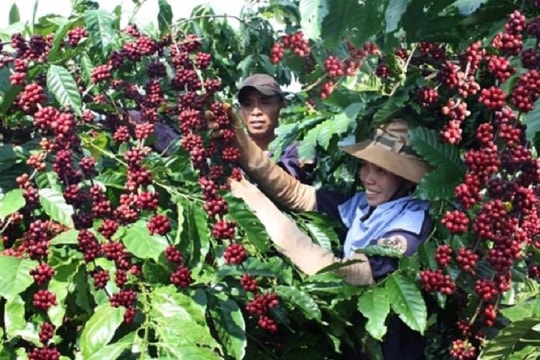 Sau khi lập kỷ lục với hơn 5 tỷ USD, xuất khẩu cà phê đối mặt nhiều khó khăn