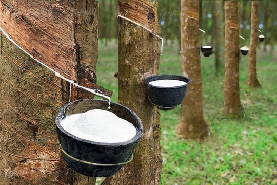 Tập đoàn Cao su báo lãi ròng gấp 3 lần cùng kỳ, tiền mặt, tương đương tiền cao kỷ lục