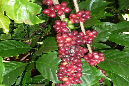 Giá cà phê đang đi ngược với thông lệ thị trường hằng năm