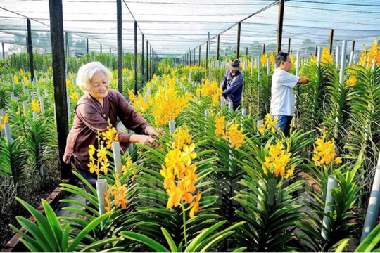 Hiệu quả chương trình tín dụng nông thôn mới góp phần phát triển du lịch nông nghiệp và nông thôn trên địa bàn TP. Hồ Chí Minh