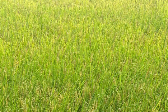Chuyển đổi từ nền nông nghiệp sản lượng sang nền nông nghiệp giá trị