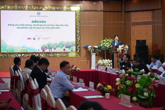 Cam Cao Phong và câu chuyện “đầu ra” cho hoa quả Việt