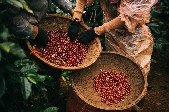 Giá cà phê Arabica lập đỉnh 47 năm