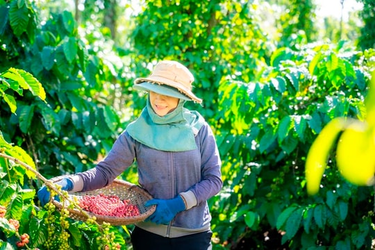NESCAFÉ Plan được vinh danh ở hạng mục “Giải thưởng năm” Human Act Prize