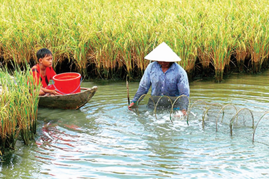 Thúc đẩy dòng chảy “tín dụng xanh” vùng Đồng bằng sông Cửu Long