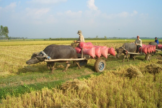 Nông dân mong giữ ổn định giá lúa để có thể an tâm sản xuất