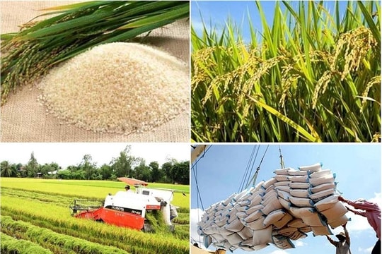 Thủ tướng chỉ đạo khẩn trương thực hiện các giải pháp đảm bảo cân đối cung cầu lúa gạo