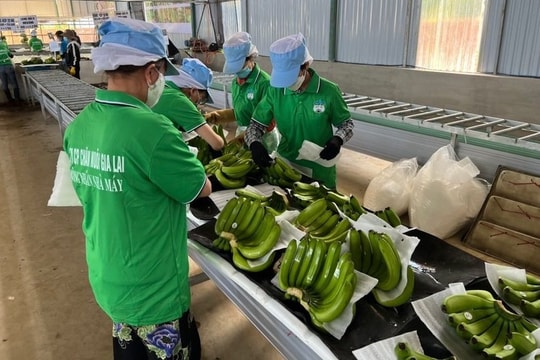 Lãi lớn nhờ bán chuối, Hoàng Anh Gia Lai nối dài chuỗi 16 quý lãi liên tiếp