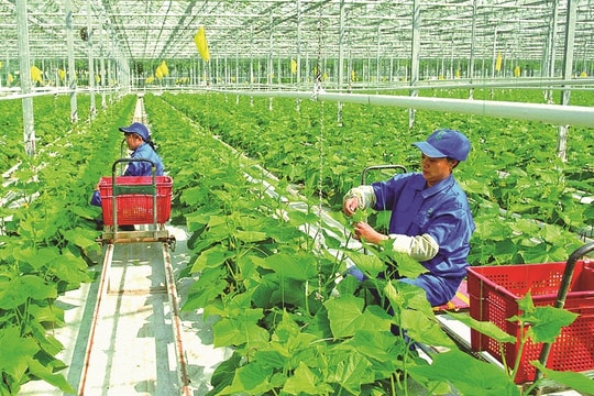 Ngành Ngân hàng Khu vực 15: Kết nối tín dụng nông nghiệp thúc đẩy phát triển kinh tế địa phương