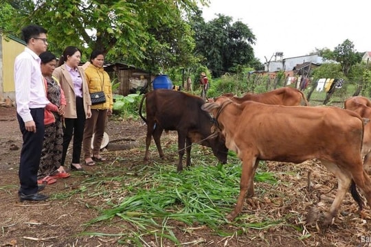 Đắk Lắk: Hiệu quả nhân văn từ vốn tín dụng chính sách ở huyện Ea H’Leo